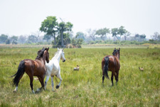 Botswana-Okavango Delta-Okavango Big Five Safari